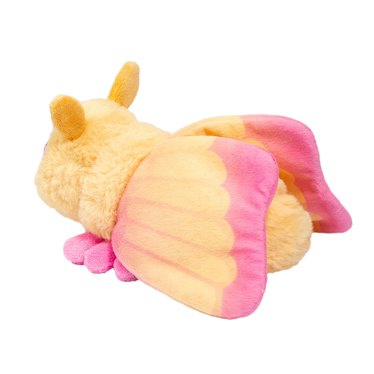Rosy Maple Moth | Douglas