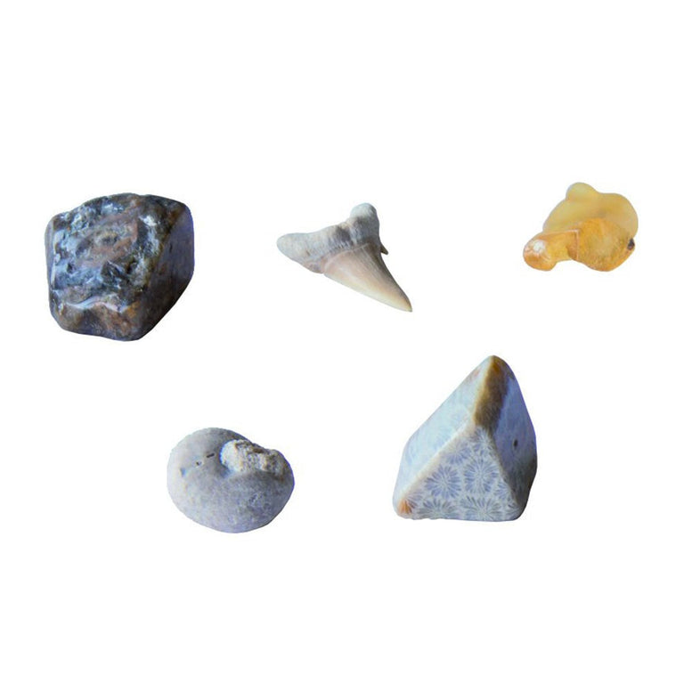 I Dig It! Fossils
