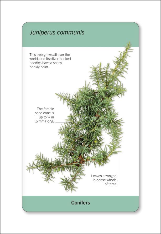 Trees of the World Flash Cards | DK Smithsonian
