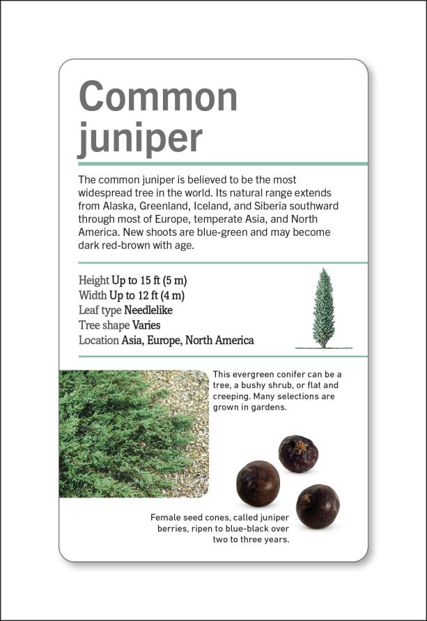 Trees of the World Flash Cards | DK Smithsonian