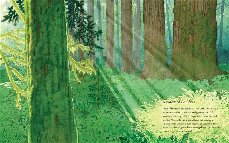 West Coast Wild: Rainforest